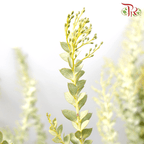Eucalyptus Triangle - (Per Bunch) - Pudu Ria Florist