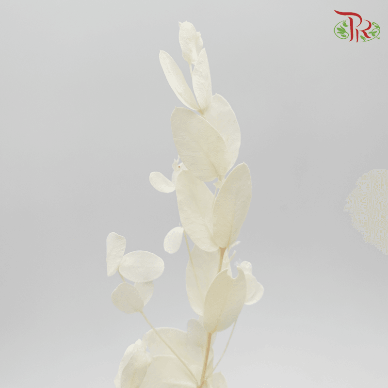 Eucalythus Cinerea Preservative ( 0166-0-011 )-White-Japan-prflorist.com.my