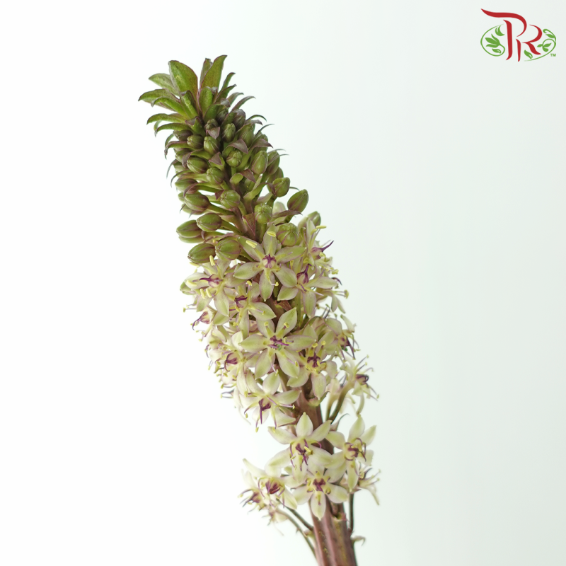 Eucomis - (Per Stem)-Netherland-prflorist.com.my