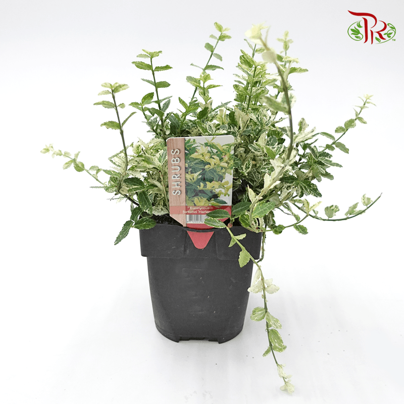 Euonymus Harlequin 《阔叶植物卫矛》