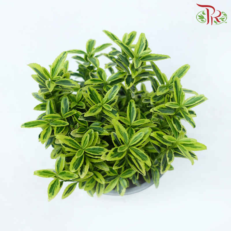 Euonymus Japonicus P110《金边冬青卫予》-Pudu Ria Florist-prflorist.com.my