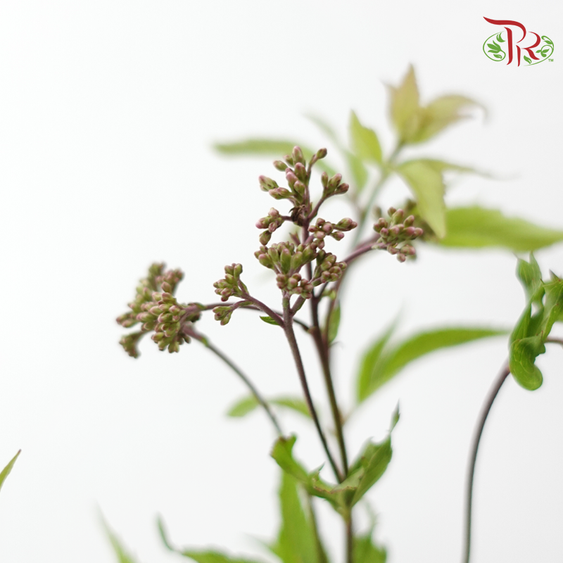 Eupatorium - Red (5 Stems)-Red-Japan-prflorist.com.my