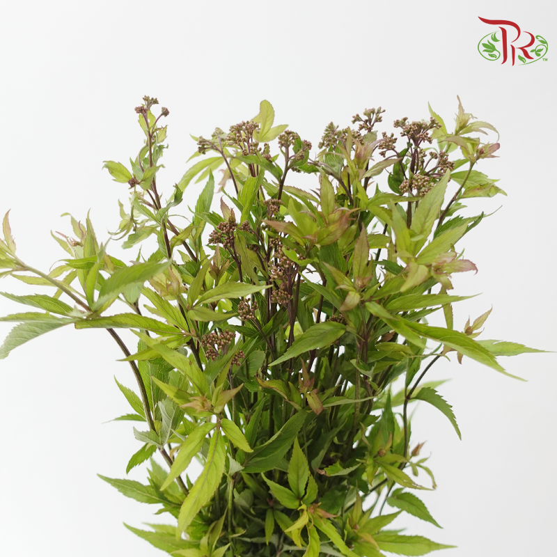 Eupatorium - Red (5 Stems)-Red-Japan-prflorist.com.my