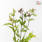 Eupatorium - Red (5 Stems)-Red-Japan-prflorist.com.my