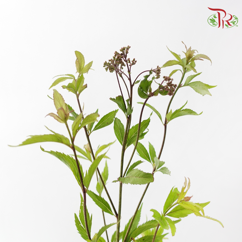 Eupatorium - Red (5 Stems)-Red-Japan-prflorist.com.my