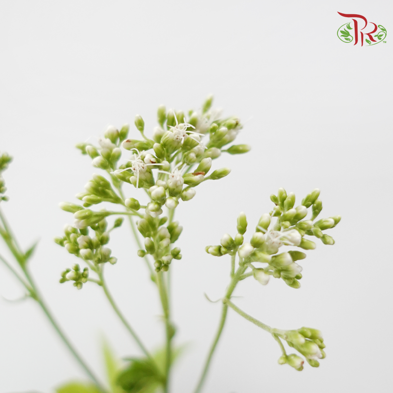 Eupatorium - White (5 Stems)-White-Japan-prflorist.com.my