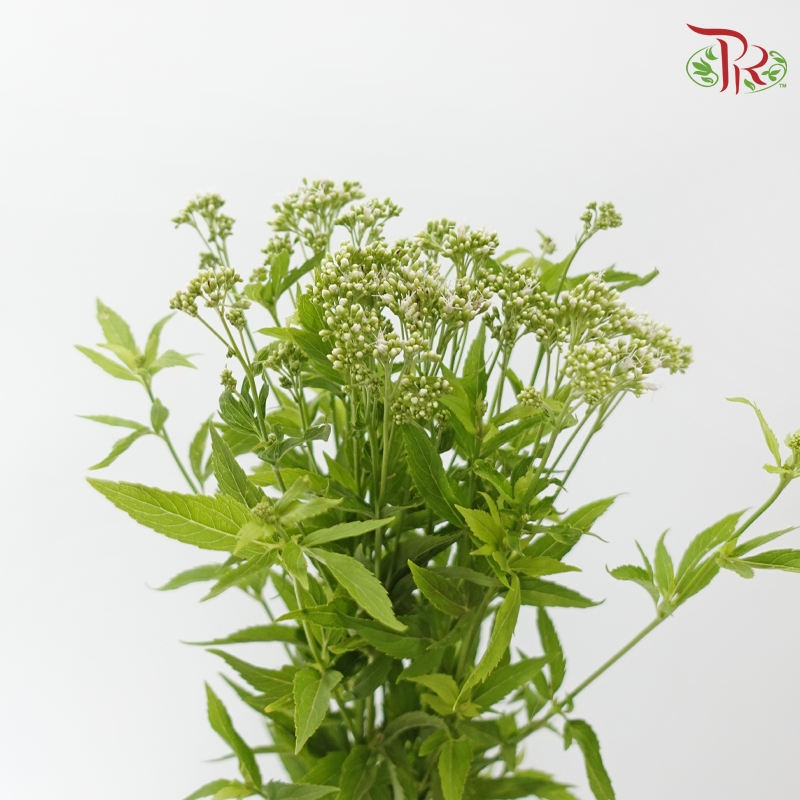 Eupatorium - White (5 Stems)-White-Japan-prflorist.com.my