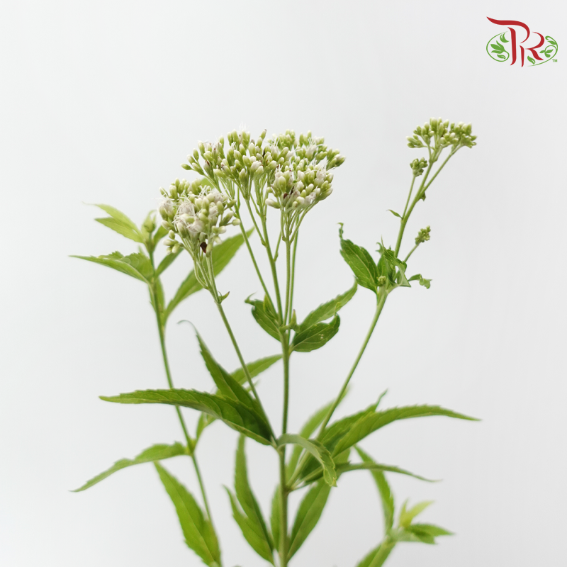 Eupatorium - White (5 Stems)-White-Japan-prflorist.com.my