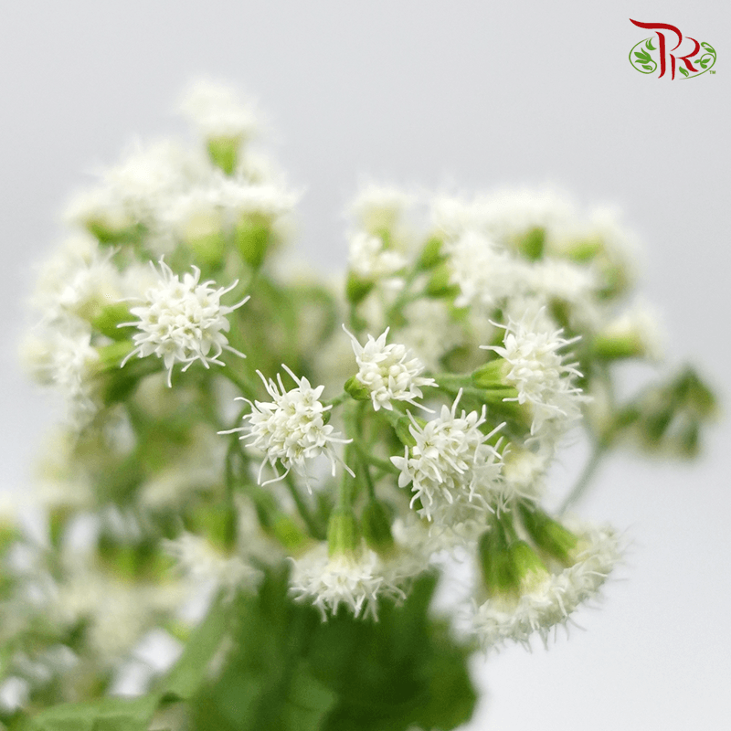 Eupatorium - White (5 Stems)-White-Netherland-prflorist.com.my