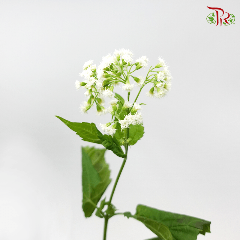 Eupatorium - White (5 Stems)-White-Netherland-prflorist.com.my