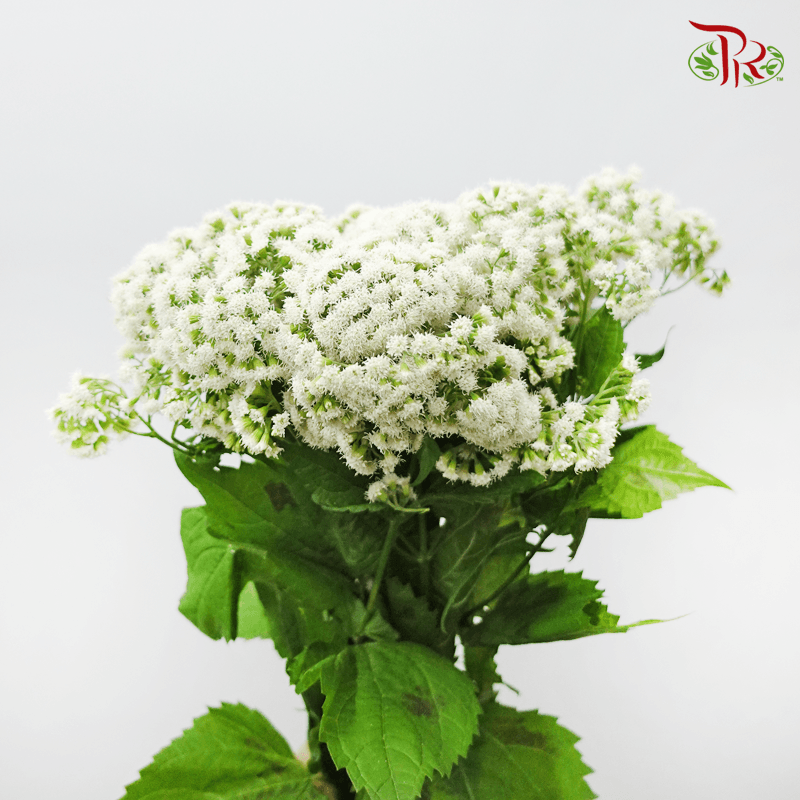 Eupatorium - White (5 Stems)-White-Netherland-prflorist.com.my