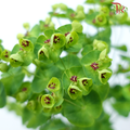 Euphorbia (5 Stems)-Netherland-prflorist.com.my