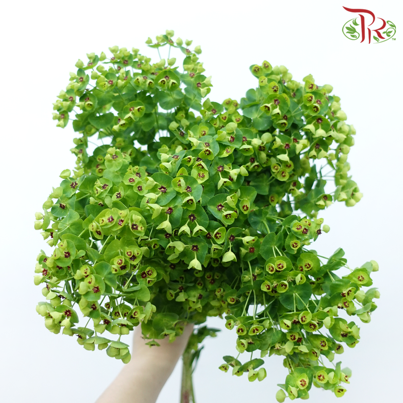 Euphorbia (5 Stems)-Netherland-prflorist.com.my