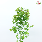 Euphorbia (5 Stems)-Netherland-prflorist.com.my