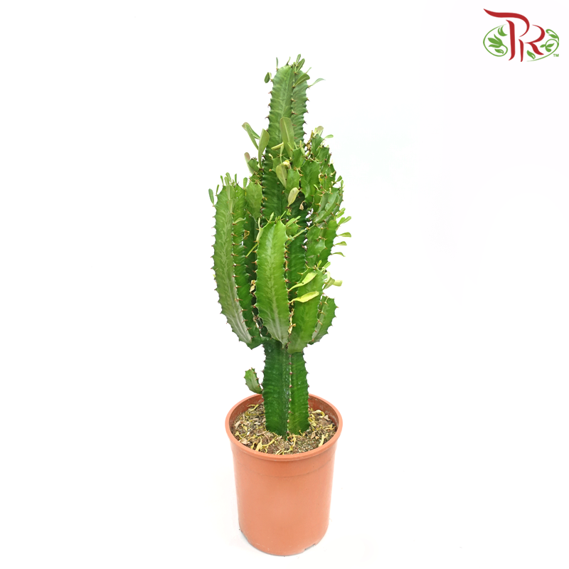 Euphorbia Acrurensis《三角树状大戟》-Pudu Ria Florist-prflorist.com.my