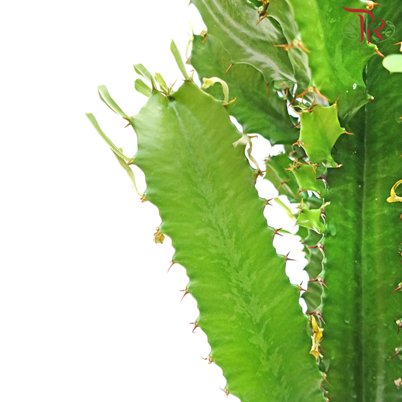 Euphorbia Acrurensis《三角树状大戟》