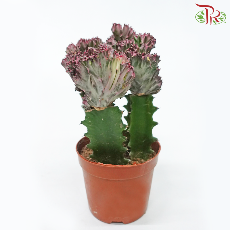 Euphorbia Lactea 3 Stems《彩春峰-多肉》
