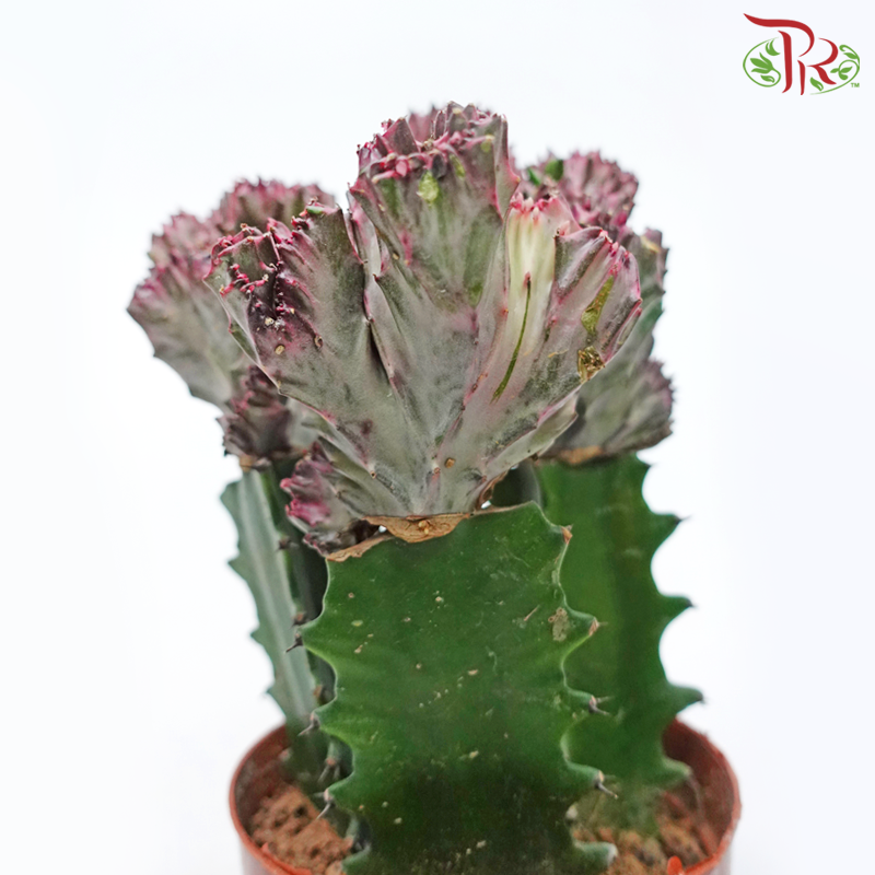 Euphorbia Lactea 3 Stems《彩春峰-多肉》