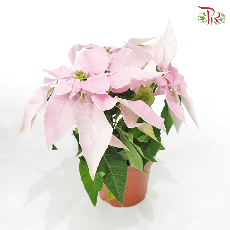 Euphorbia Princettia Pink 《圣诞红》-Pudu Ria Florist-prflorist.com.my