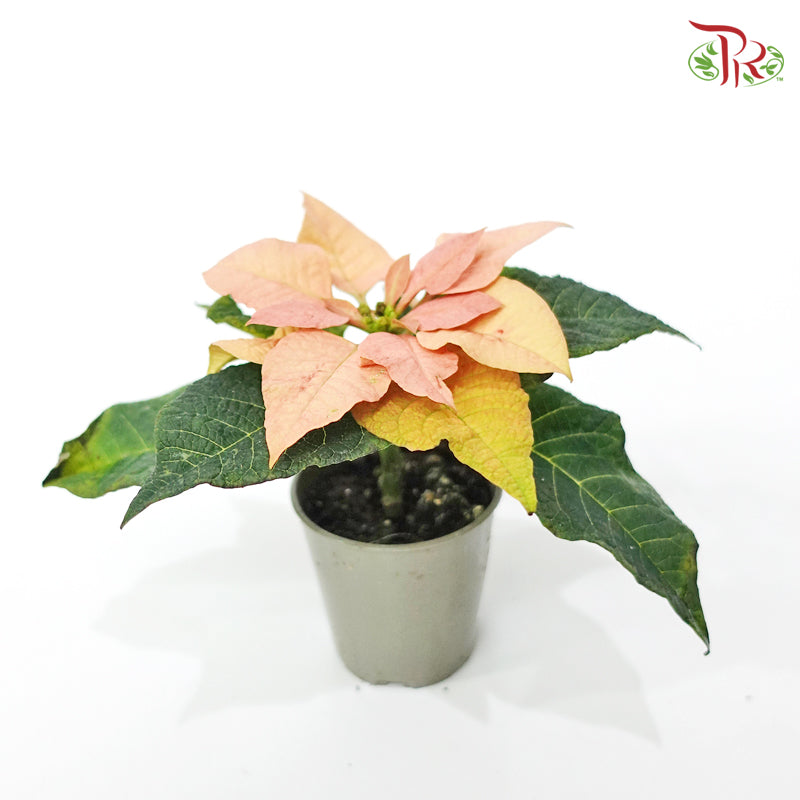 Euphorbia Pulcherrima ▪ 《圣诞红》 Autumn Leaves-13cm-Pudu Ria Florist-prflorist.com.my