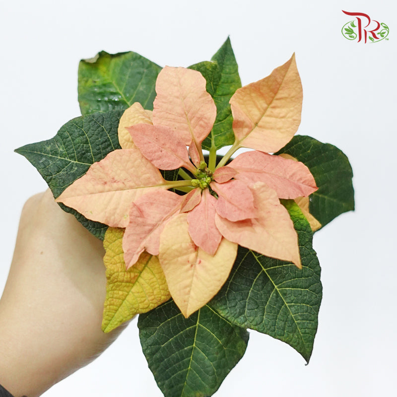 Euphorbia Pulcherrima ▪ 《圣诞红》 Autumn Leaves-13cm-Pudu Ria Florist-prflorist.com.my