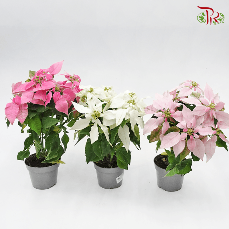 Euphorbia Pulcherrima 《圣诞红》