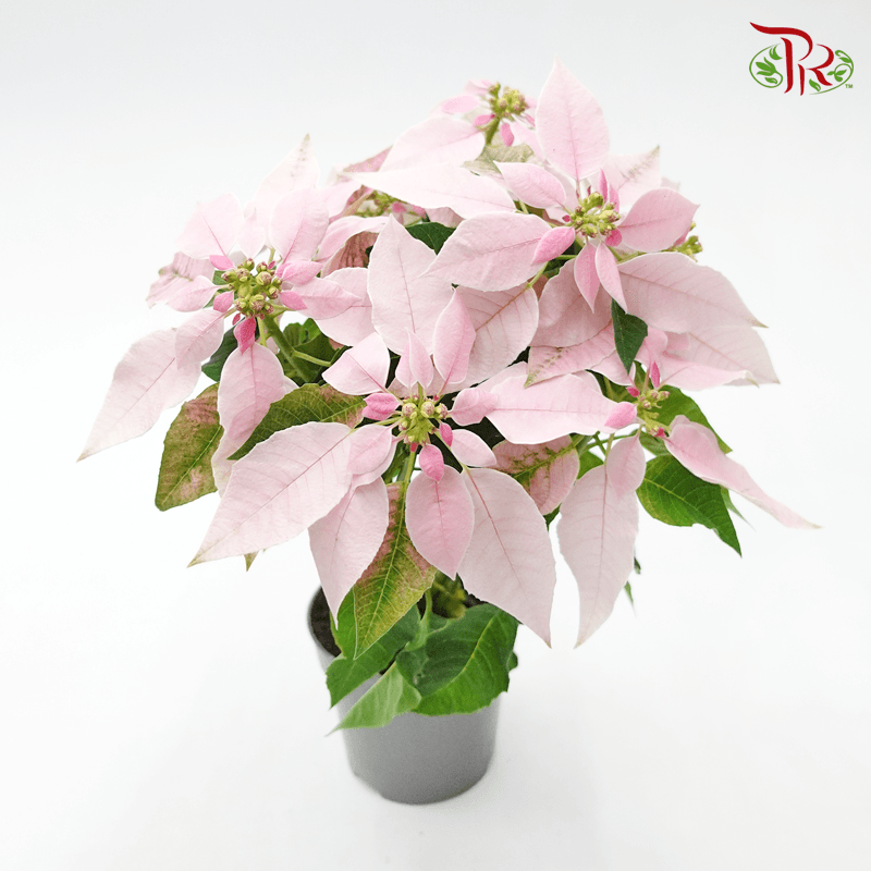 Euphorbia Pulcherrima 《圣诞红》