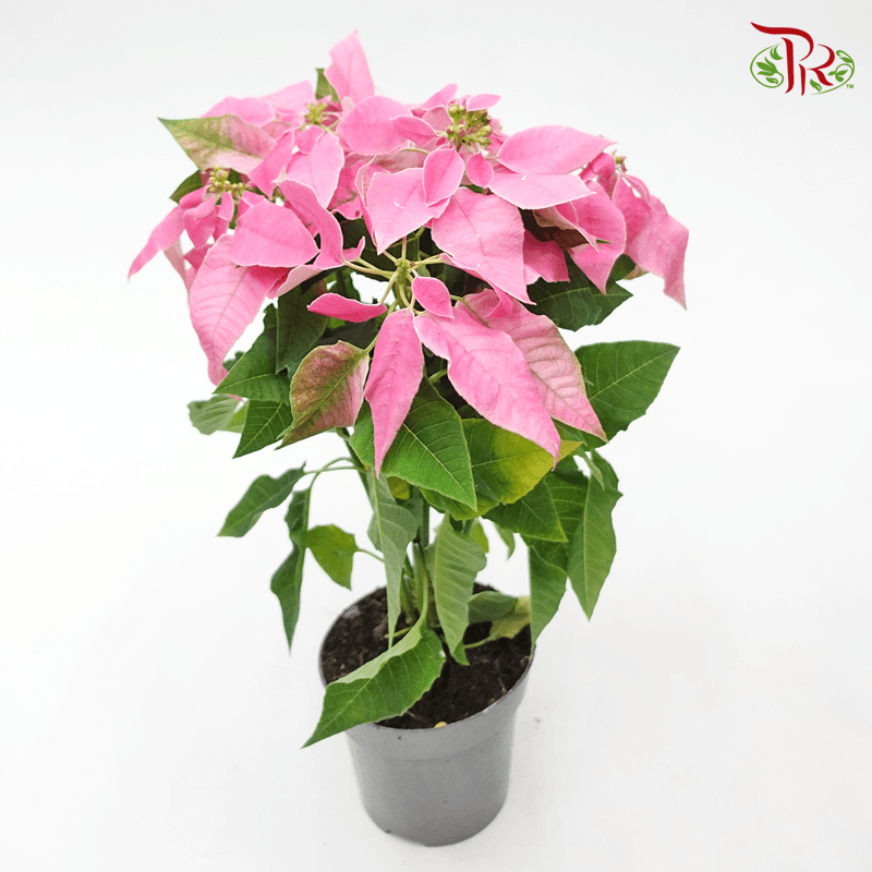Euphorbia Pulcherrima 《圣诞红》