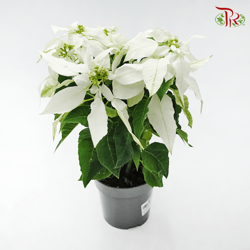 Euphorbia Pulcherrima 《圣诞红》