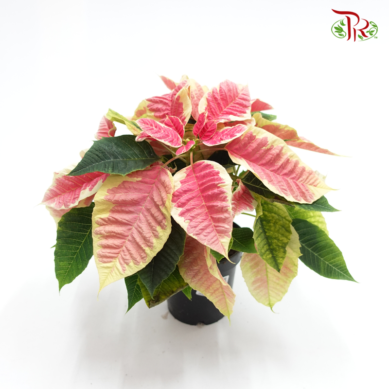 Euphorbia Pulcherrima 《圣诞红》Beauty Marble-Pink-Pudu Ria Florist-prflorist.com.my