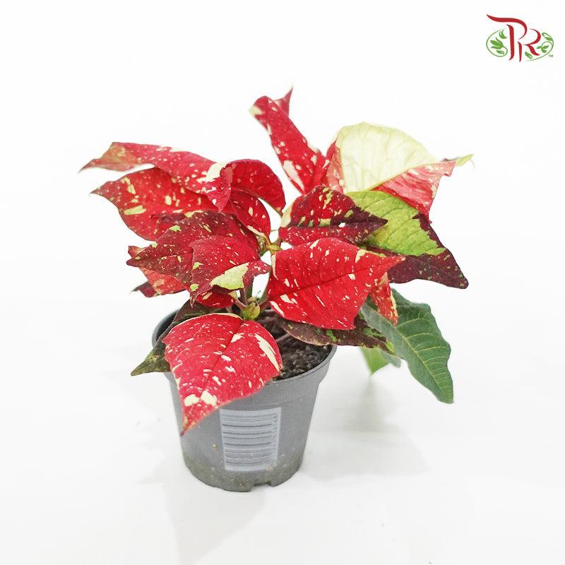 Euphorbia Pulcherrima 《圣诞红》Superba New Glitter -13cm-Pudu Ria Florist-prflorist.com.my