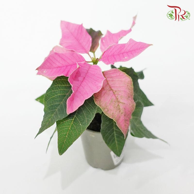 Euphorbia Pulcherrima Princettia Hot Pink《圣诞红》- Mini Poinsettia-Pudu Ria Florist-prflorist.com.my