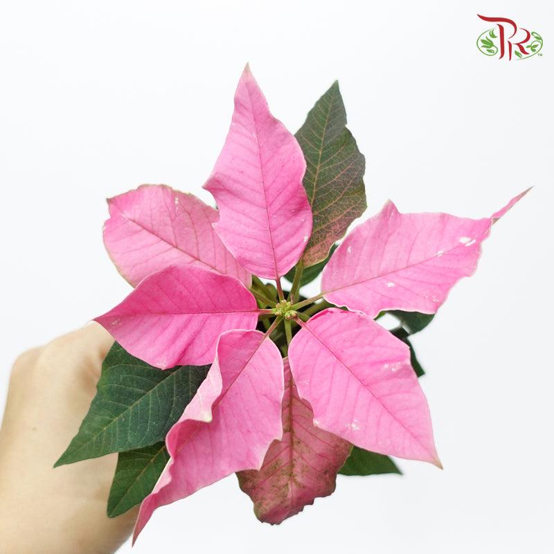 Euphorbia Pulcherrima Princettia Hot Pink《圣诞红》- Mini Poinsettia-Pudu Ria Florist-prflorist.com.my