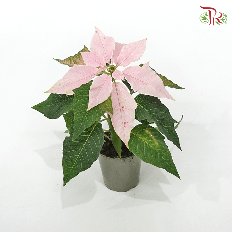 Euphorbia Pulcherrima 《圣诞红》