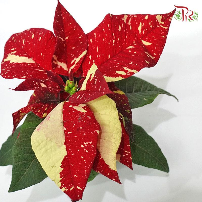 Euphorbia Pulcherrima Superba New Glitter 《圣诞红》-12CM-Pudu Ria Florist-prflorist.com.my