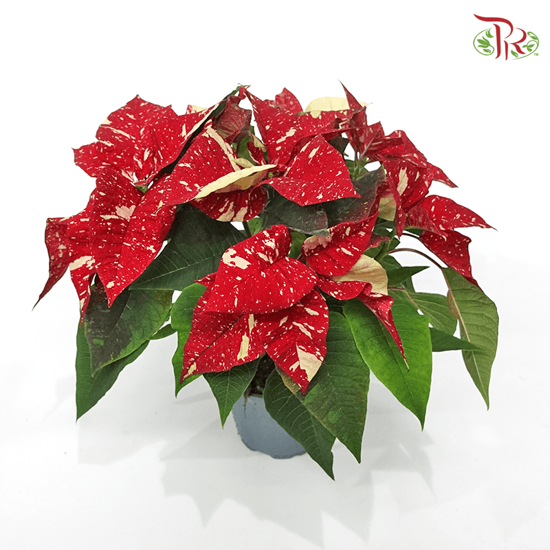 Euphorbia Pulcherrima Superba New Glitter 《圣诞红》P120