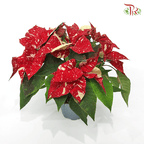 Euphorbia Pulcherrima Superba New Glitter 《圣诞红》P120