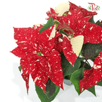 Euphorbia Pulcherrima Superba New Glitter 《圣诞红》P120