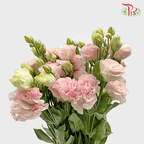 Eustoma - Apricot Blush Pink (650-750 Gram)-Pink-China-prflorist.com.my