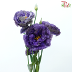 Eustoma Nessen