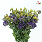 Eustoma - Bluish Purple (650-750 Gram)-Bluish Purple-China-prflorist.com.my