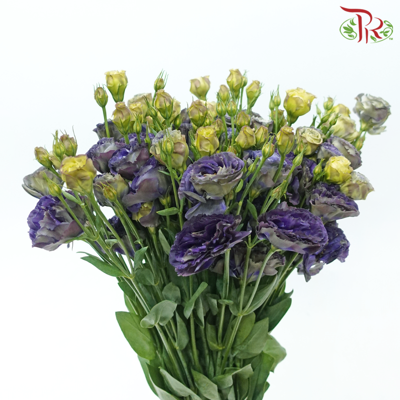 Eustoma Nessen