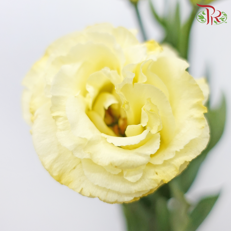 Eustoma - Canary Yellow (650-750 Gram)-Yellow-China-prflorist.com.my