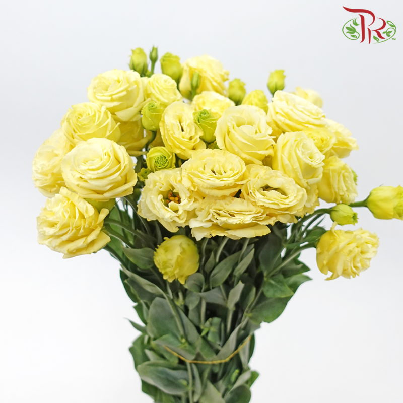 Eustoma - Canary Yellow (650-750 Gram)-Yellow-China-prflorist.com.my