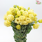 Eustoma - Canary Yellow (650-750 Gram)-Yellow-China-prflorist.com.my