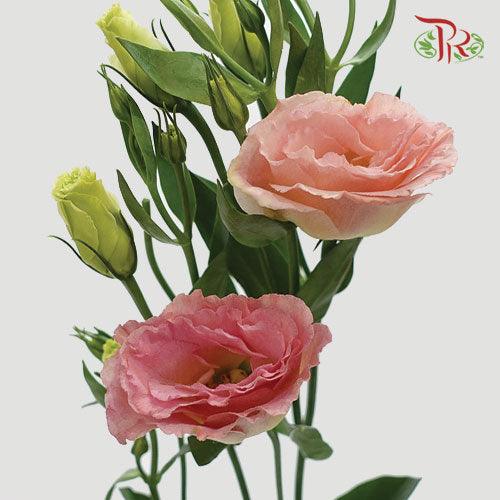 Eustoma - Champagne (10 Stems)-Champagne-Vietnam-prflorist.com.my