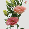 Eustoma - Champagne (10 Stems)-Champagne-Vietnam-prflorist.com.my