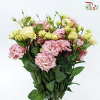 Eustoma - Dusty Pink (Per Bunch)-Dusty Pink-Malaysia-prflorist.com.my