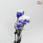 Eustoma - Dyed Dark Blue (650-750 Gram)-Blue-China-prflorist.com.my
