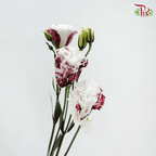Eustoma - Dyed Dark Maroon (650-750 Gram)-Red-China-prflorist.com.my